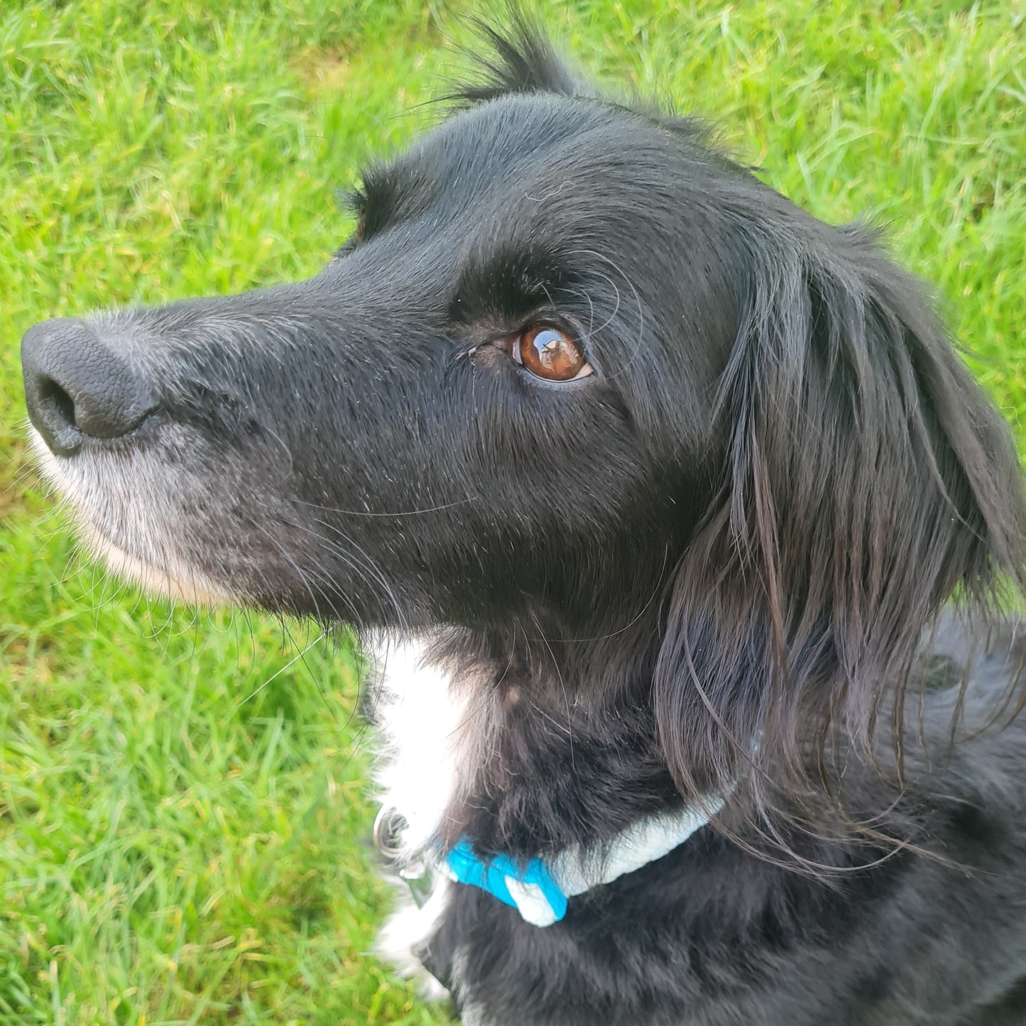 Quilt-Style Minky Collar