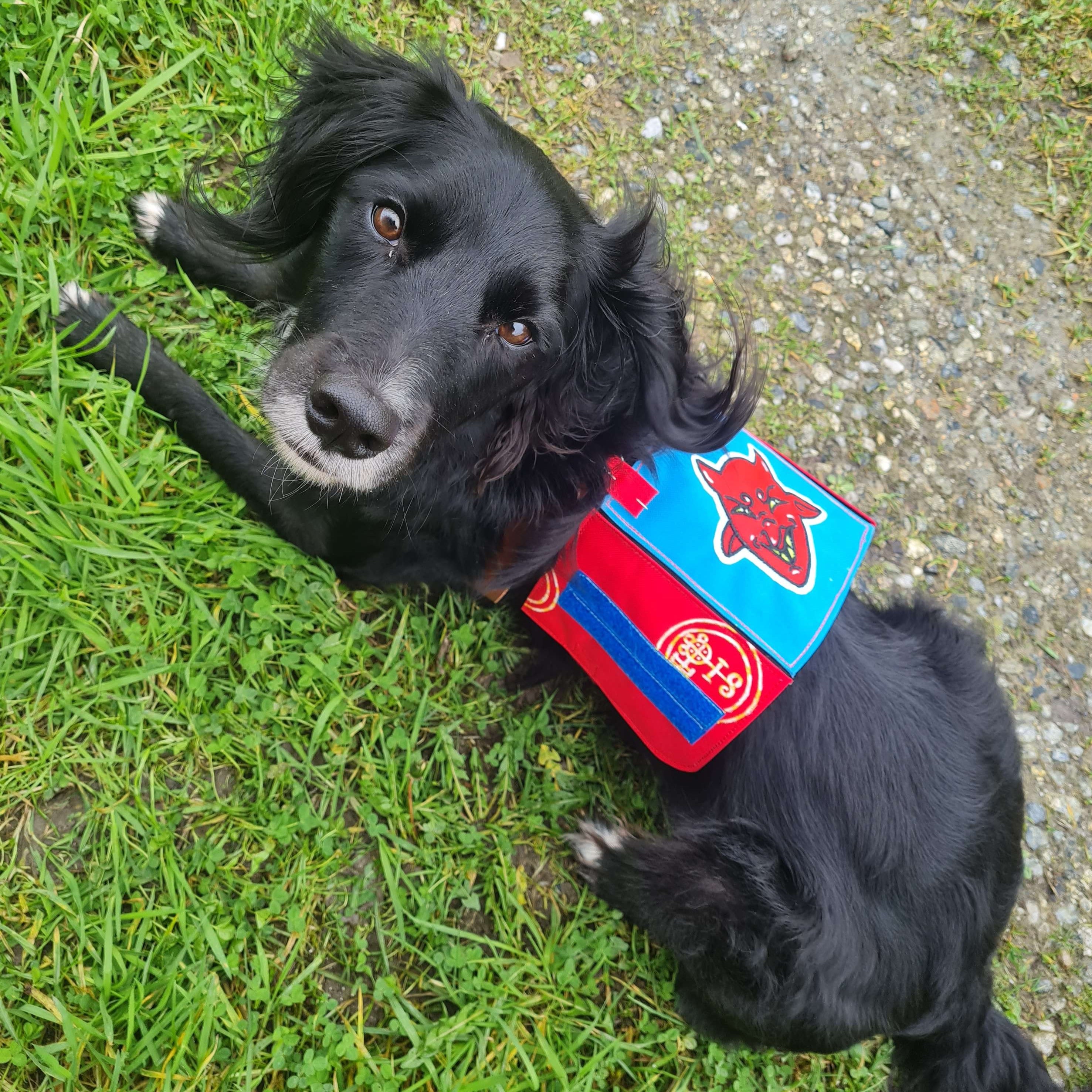A mostly black border collie-spaniel mix lies halfway between grass and a stone chipping path, he is looking over his shoulder with alert eyes. He is wearing an assistance dog cape, sans labelling, with red side panels and a cyan back panel. On the back panel is an evil-looking red devil face with yellow eyes. On the side panel facing us there are demonic 'sigils' and a strip of royal blue loop-side velcro tape.